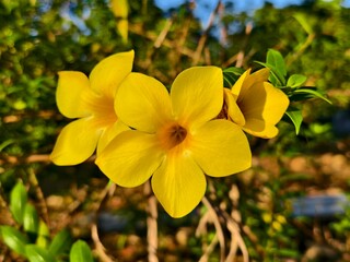 Allamanda cathartica flower in the morning