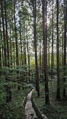 Stone water channel in forest 숲속의 돌 수로