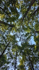 Looking up at forest canopy 숲의 나무 그늘을 올려다본 풍경
