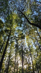 Looking up at forest canopy 숲의 나무 그늘을 올려다본 풍경