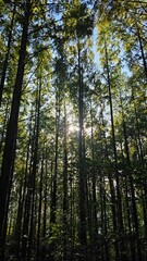 Sunlight through forest trees 숲 속 나무 사이로 비치는 햇살