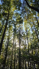 Sunlight through forest trees 숲 속 나무 사이로 비치는 햇살