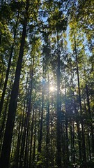 Sunlight through forest trees 숲 속 나무 사이로 비치는 햇살