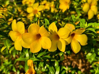 Allamanda cathartica flower in the morning	