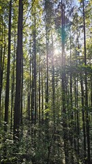 Sunlight through forest trees 숲 속 나무 사이로 비치는 햇살