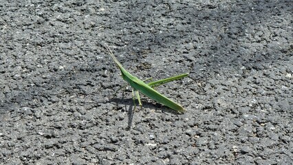 Grasshopper on asphalt road 아스팔트 위의 메뚜기