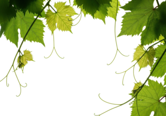 Vibrant deep green grape leaves & delicate tendrils, macro detailed on a transparent studio background with copy space, concept of natural freshness and viticulture