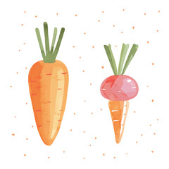 Vector illustration, My Watercolor, hand-painted, simple, simple, flat sliced drumstick vegetable painting illustration isolated on a white background, EPS format design. vector illustration