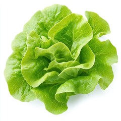 Fresh Butterhead Lettuce with Soft Leafy Texture