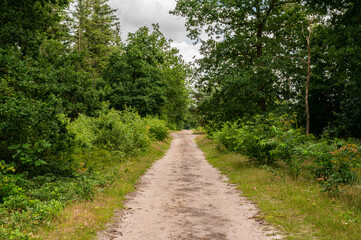 Straight sandy path in a green forest with a view of depth on a cloudy day.