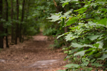 In a dense oak forest, light falls on a protruding branch with leaves, with a path to an unknown...