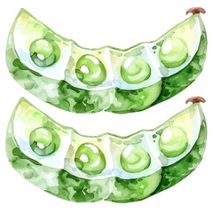 Vector illustration, My Watercolor, hand-painted, simple, flat sliced edamame pod painting illustration isolated on a white background, EPS format design. vector illustration