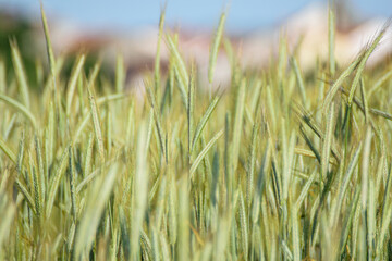 Close up of a Green Wheat Field in Spring The Concept of Agriculture