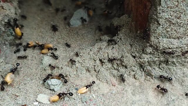 Close-up of black garden ants (Lasius niger) working together to transport wheat grains to their colony, symbolizing teamwork, cooperation, and collective effort in nature.
