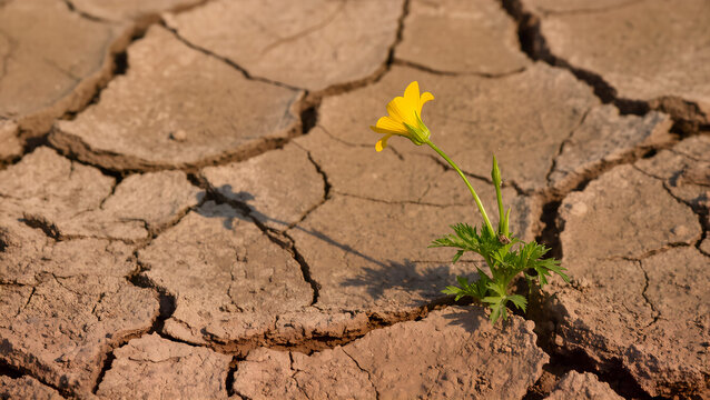 A close-up of a delicate yellow flower growing in arid, cracked soil. The flower appears fragile, yet at the same time it is a symbol of life, hope, and strength. Growing in a crack in the dry earth, 