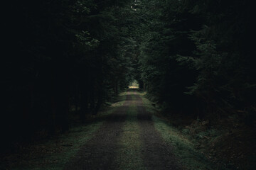 Dark forest path on a rainy autumn day