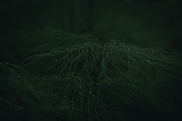 Close-up of a horsetail plant in a dark autumn forest
