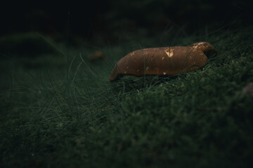 Close-up of a mushroom growing from moss in a dark forest atmosphere