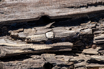 fotografía de un tronco de madera donde se aprecian las fibras de la madera, utilizados como...