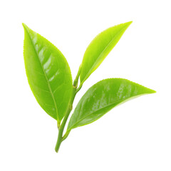 Obraz premium Fresh green tea leaves isolated on transparent background PNG