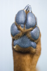 Close up of a dog's paw with a ring on it.