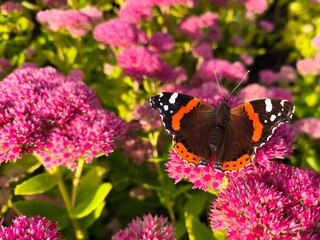 Vivid Red Admiral butterfly with striking orange wings perched on blooming pink sedum flowers, a perfect glimpse of autumn garden beauty in sunlight.