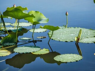 水面浮かぶ緑のハスの葉と水滴が輝く静かな風景
