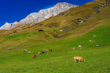 CH / Kanton Graubünden / Avers  Averser Tal - hochalpine, pittoreske Alpenlandschaft mit Weide und Kühen unter Felsengrat auf 2200 m Höhe © JM Soedher