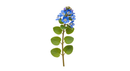 Isolated Germander Speedwell in full bloom, a charming floral beauty on stem, vibrant blue flowers