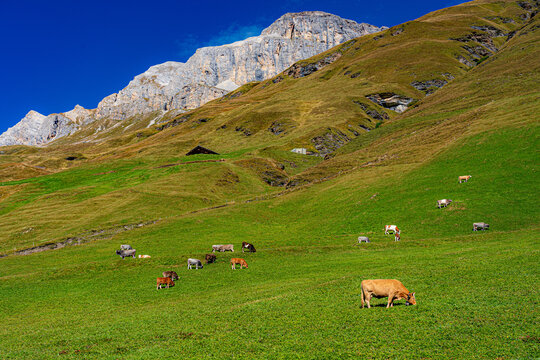 CH / Kanton Graub&uuml;nden / Avers; Averser Tal - hochalpine, pittoreske Alpenlandschaft mit Weide und K&uuml;hen unter Felsengrat auf 2200 m H&ouml;he