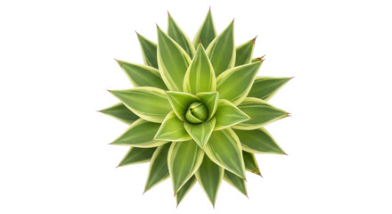 Isolated plant rosette with green and yellow pointed leaves, on clean studio shot