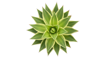 Isolated plant rosette with green and yellow pointed leaves, on clean studio shot