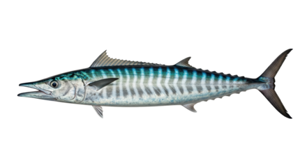Isolated Wahoo fish swimming showing details of a ray-finned bony saltwater carnivorous species
