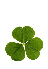 Vibrant emerald green shamrock leaves with intricate veins, sparkling dew drops, in sharp focus on a transparent background with creamy bokeh, macro shot. Concept of good luck and renewal