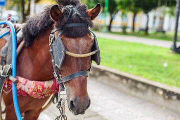 Close-up of a horse used as a carriage. Horse-drawn carriages in lampang, Thailand