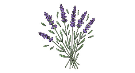 Obraz premium Vector cartoon illustration of a fresh lavender bouquet. A simple botanical doodle of a fragrant purple flower bunch isolated on a white background