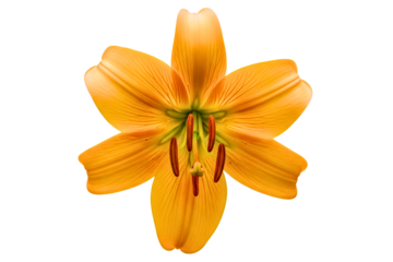 Macro top view of single orange lily flower with six petals isolated on a transparent background