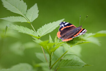 Vanessa atalanta (red admiral) butterfly in natural forest environment. Poland, Europe.