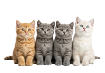 Four adorable British Shorthair kittens (ginger, two gray, beige), huddling on white studio background with copy space, looking up, heartwarming companionship concept.