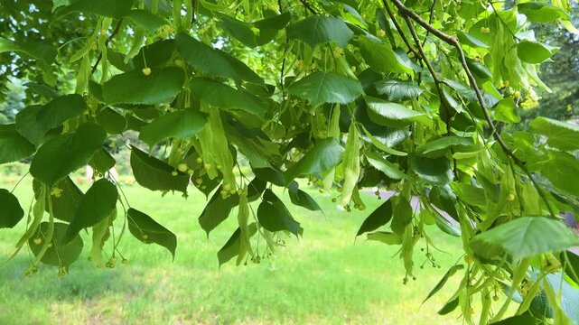 Green leaves and linden blossoms sway in the wind.