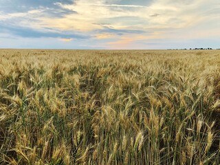 Countryside landscape with golden wheat