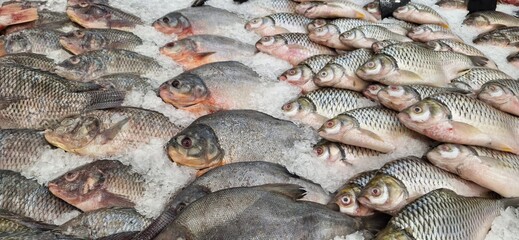 Close up of fish on market stall .Fresh raw fish on plate for sale in supermarket