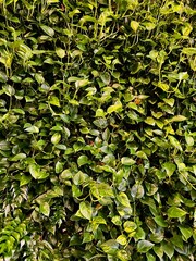 Green Leaf Wall Natural Background
