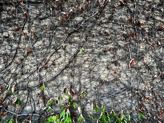 Grey Leaf Wall Natural Background