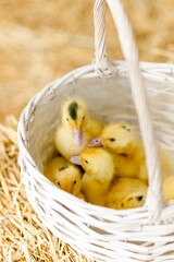 Adorable eastern birds among white basket