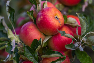 Peaceful apple orchard landscape in autumn, filled with ripe fruit, ideal for agriculture, harvest, and rural lifestyle imagery. Red apples hanging on tree branches under natural sunlight.