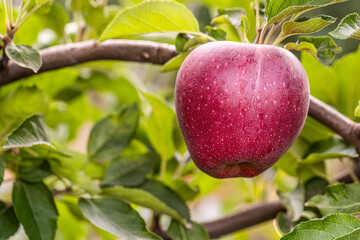 Peaceful apple orchard landscape in autumn, filled with ripe fruit, ideal for agriculture, harvest, and rural lifestyle imagery. Red apples hanging on tree branches under natural sunlight.