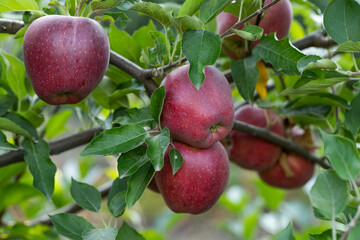 Peaceful apple orchard landscape in autumn, filled with ripe fruit, ideal for agriculture, harvest, and rural lifestyle imagery. Red apples hanging on tree branches under natural sunlight.