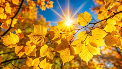 Closeup of bright yellow autumn leaves in sunlight