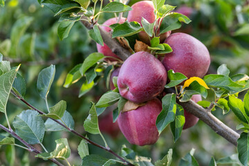 Peaceful apple orchard landscape in autumn, filled with ripe fruit, ideal for agriculture, harvest, and rural lifestyle imagery. Red apples hanging on tree branches under natural sunlight.